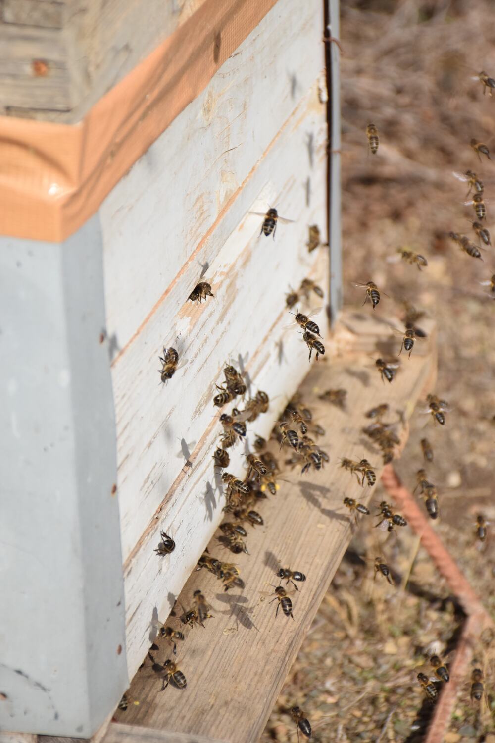 Abeilles en vol devant l'entrée d'une ruche