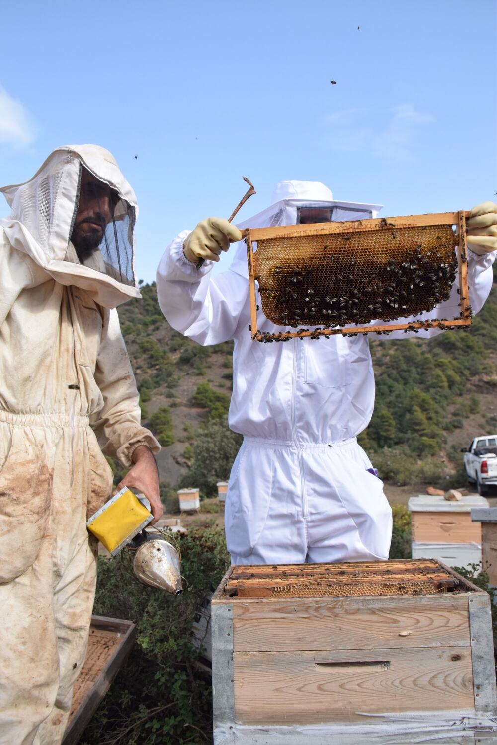 Deux apiculteurs en tenue inspectent un cadre couvert d'abeilles au-dessus d'une ruche